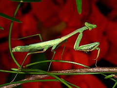 Praying Mantis